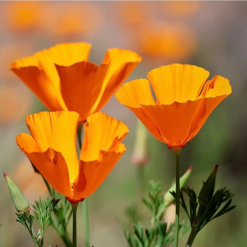 California Poppy Tincture
