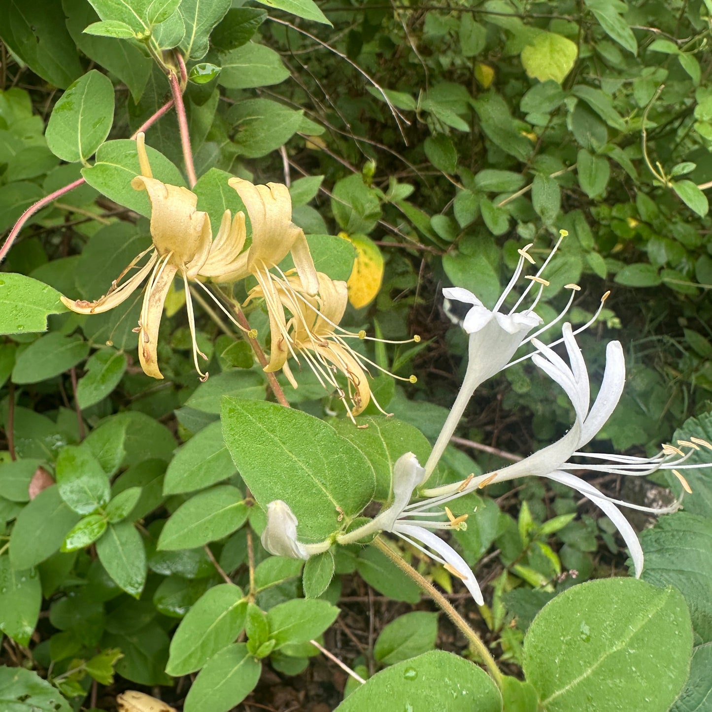 Honeysuckle Tincture
