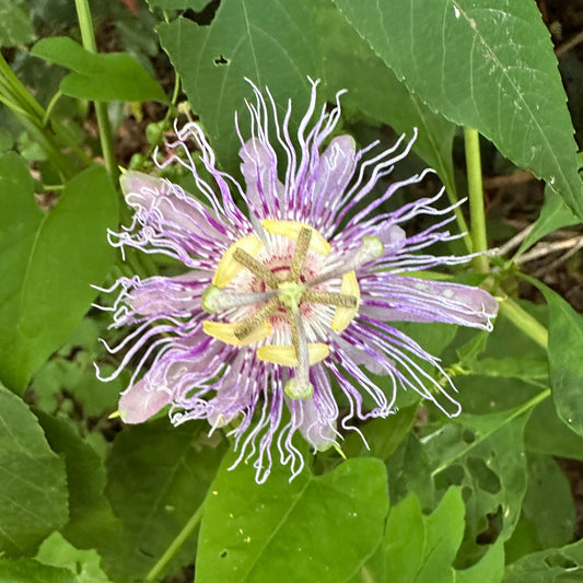 Passionflower Tincture