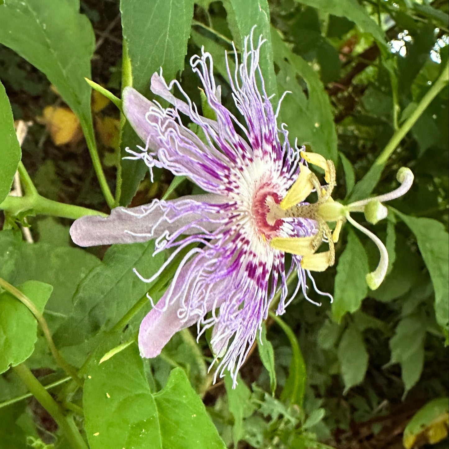 Passionflower Tincture
