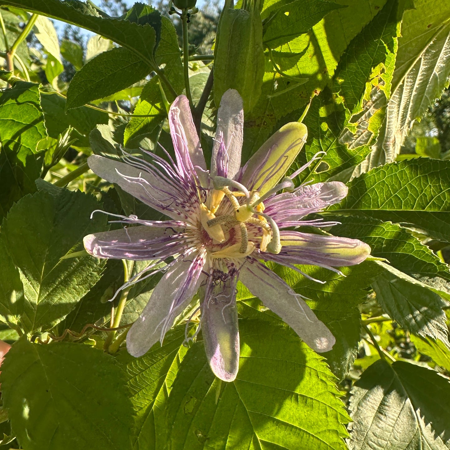 Passionflower Tincture