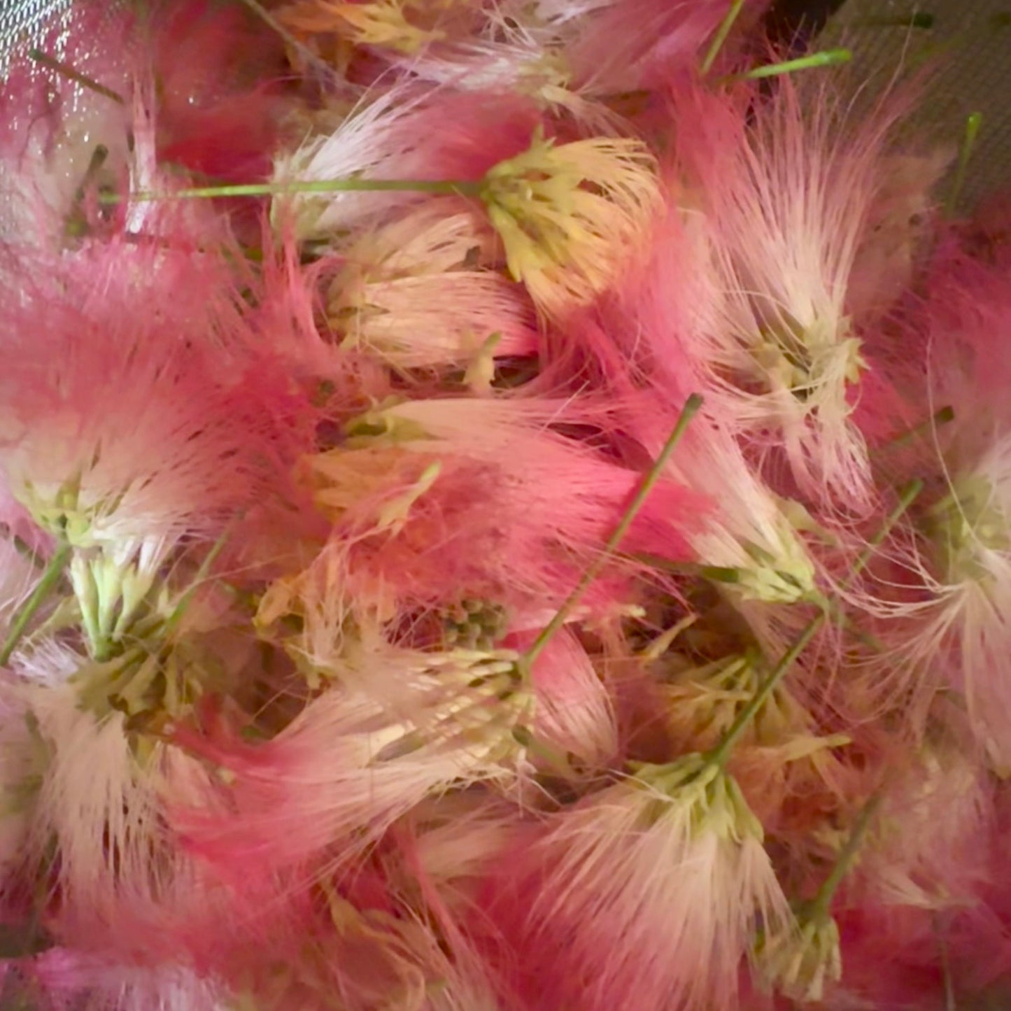 mimosa flower