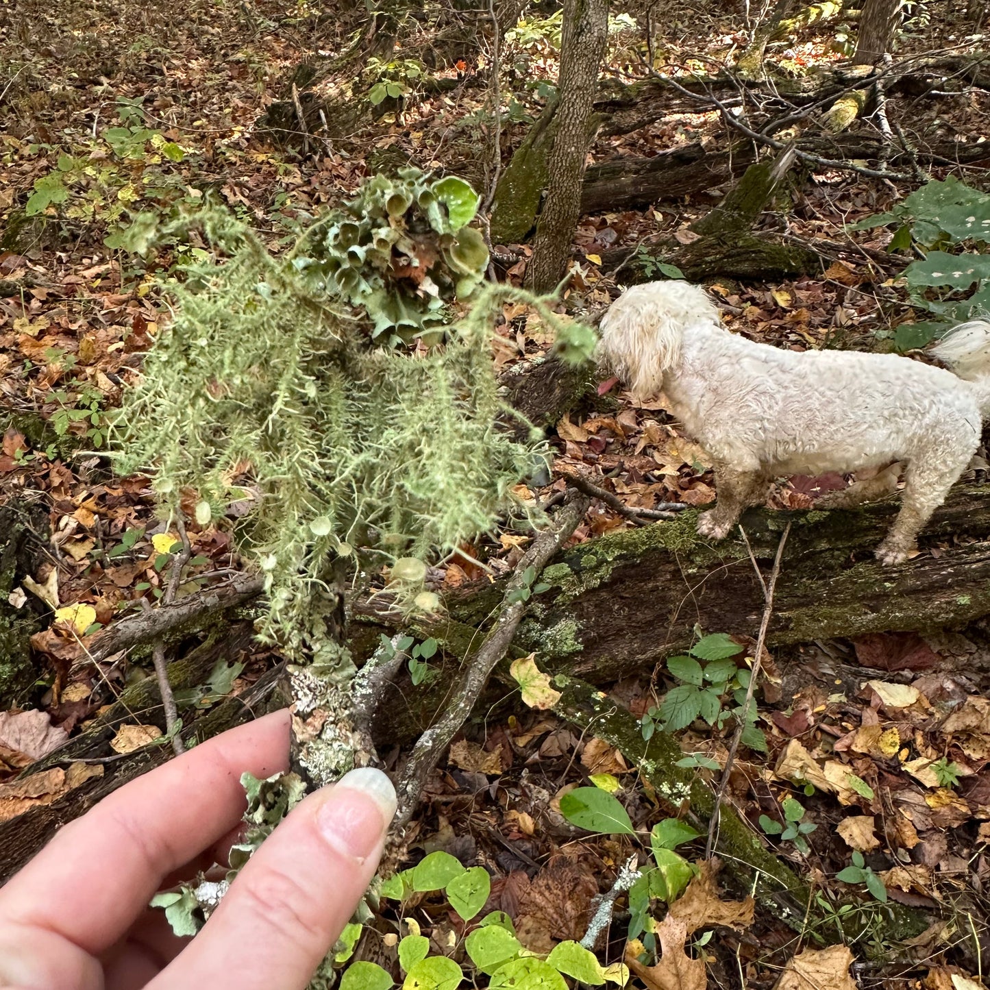 Usnea Tincture