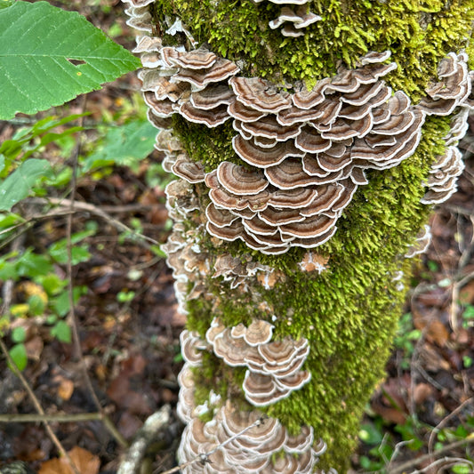 Turkey Tail Tincture