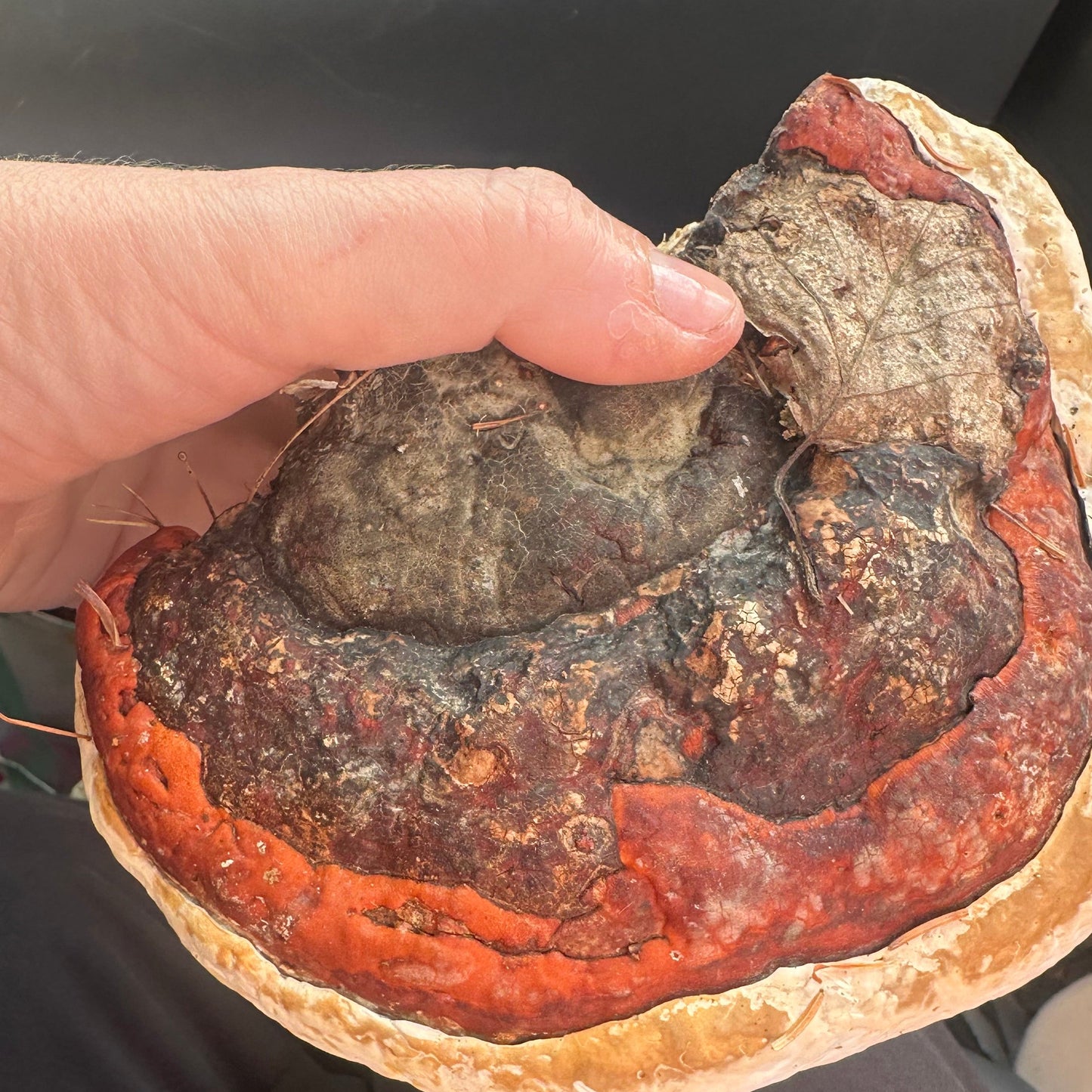 Red Belted Polypore Mushroom Tincture