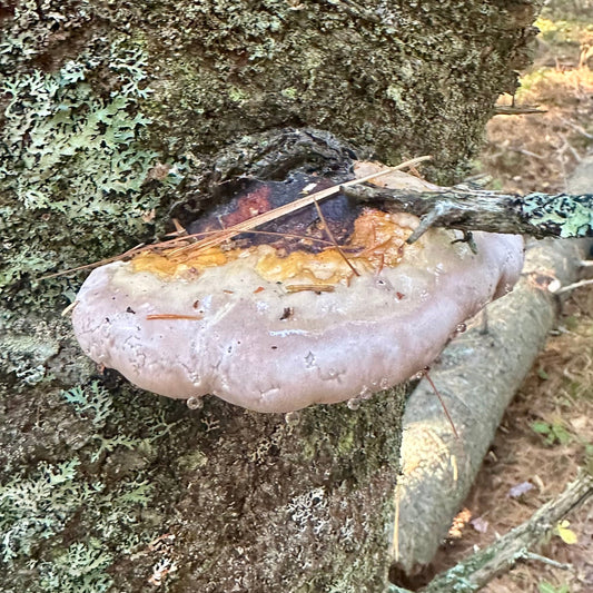 Red Belted Polypore Mushroom Tincture
