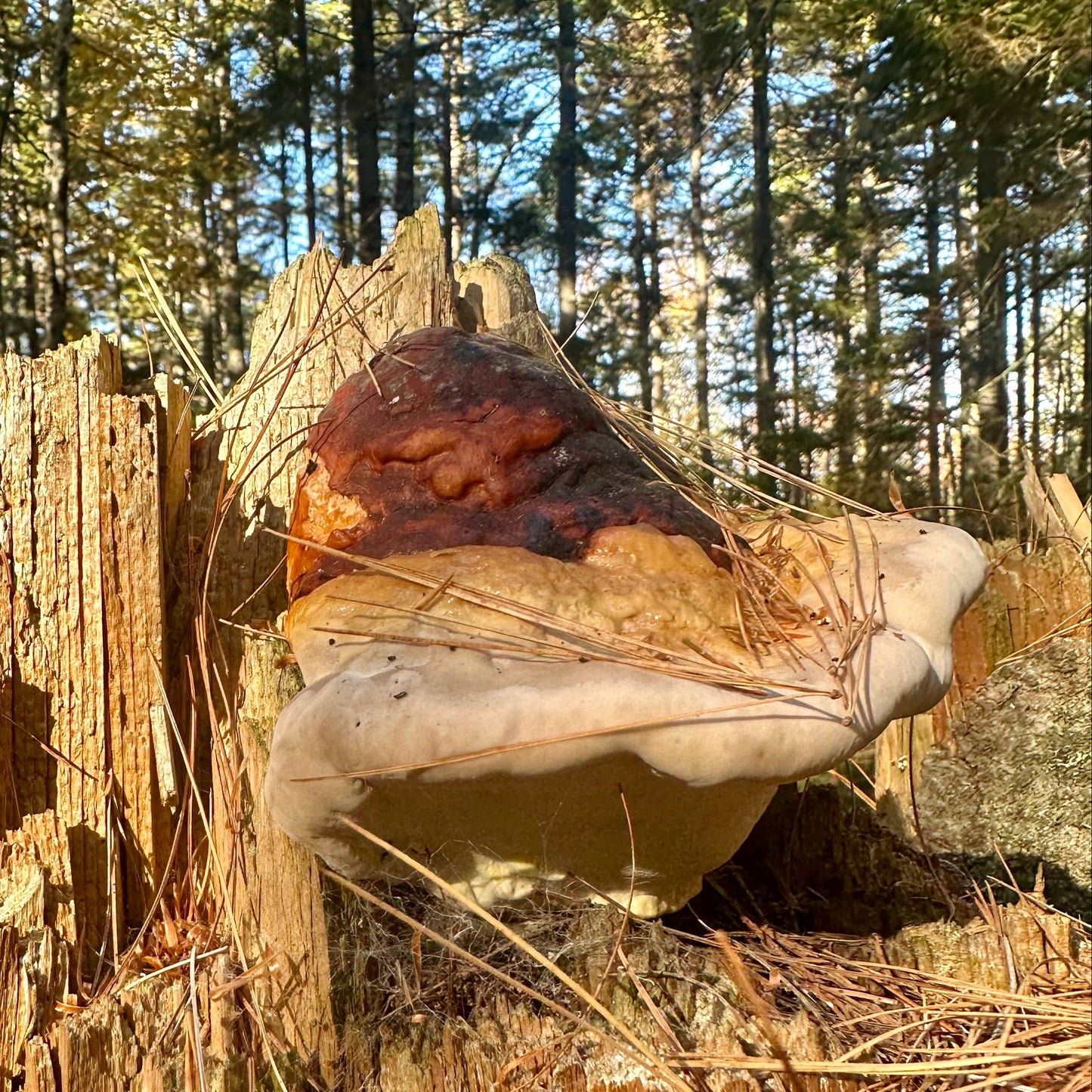 Red Belted Polypore Mushroom Tincture