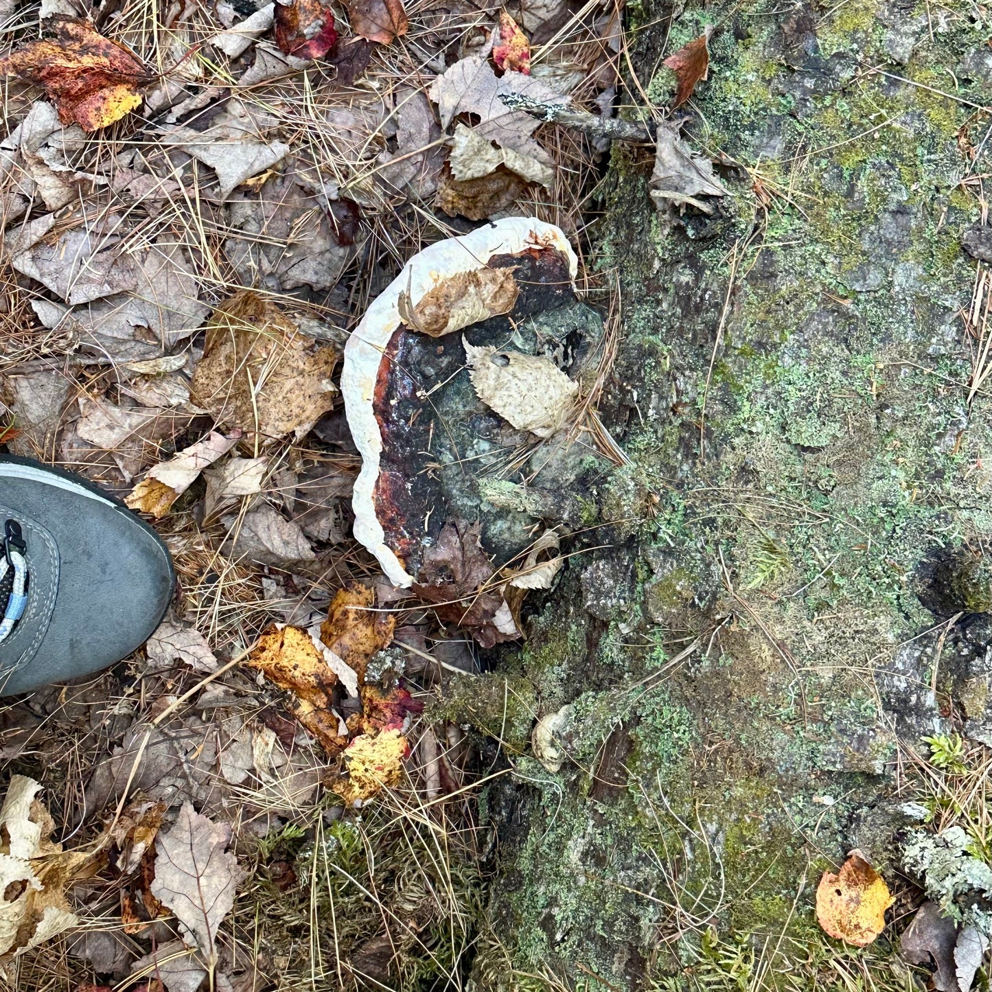 Red Belted Polypore Mushroom Tincture
