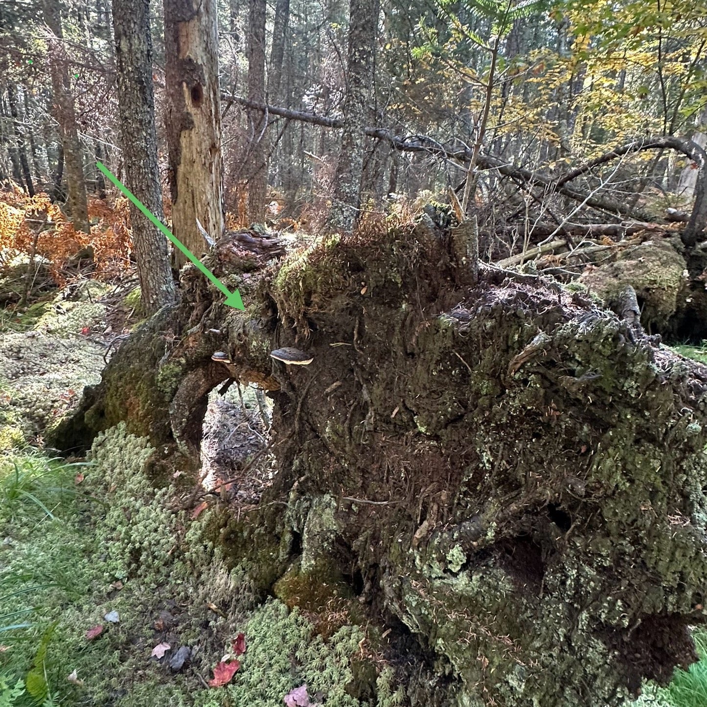 Red Belted Polypore Mushroom Tincture