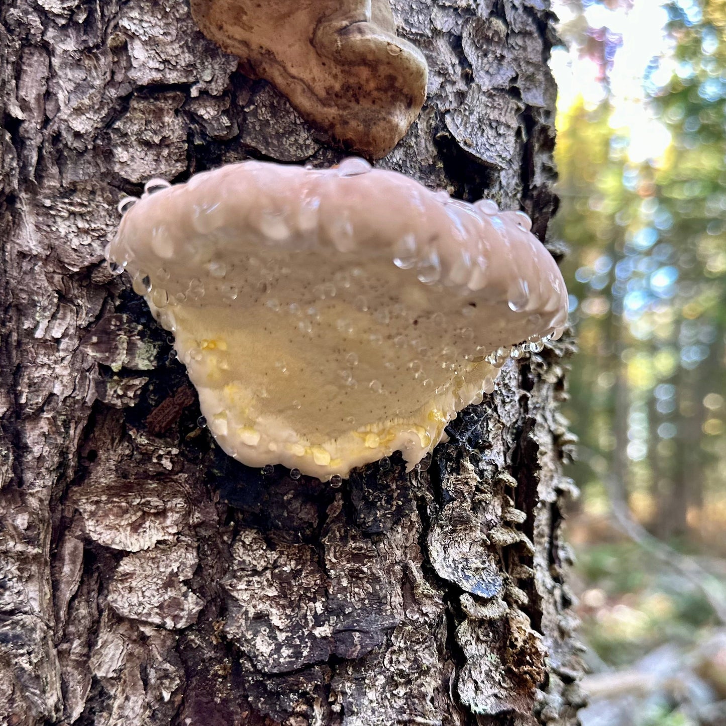 Red Belted Polypore Mushroom Tincture