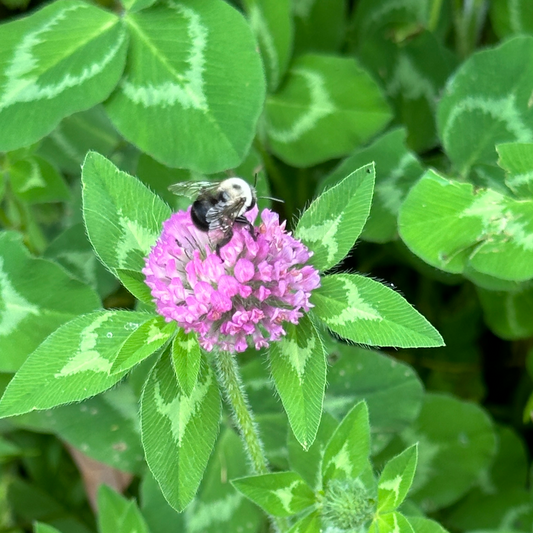 Red Clover Tincture