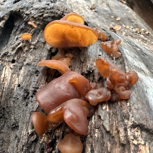 Wood Ear Mushroom Tincture