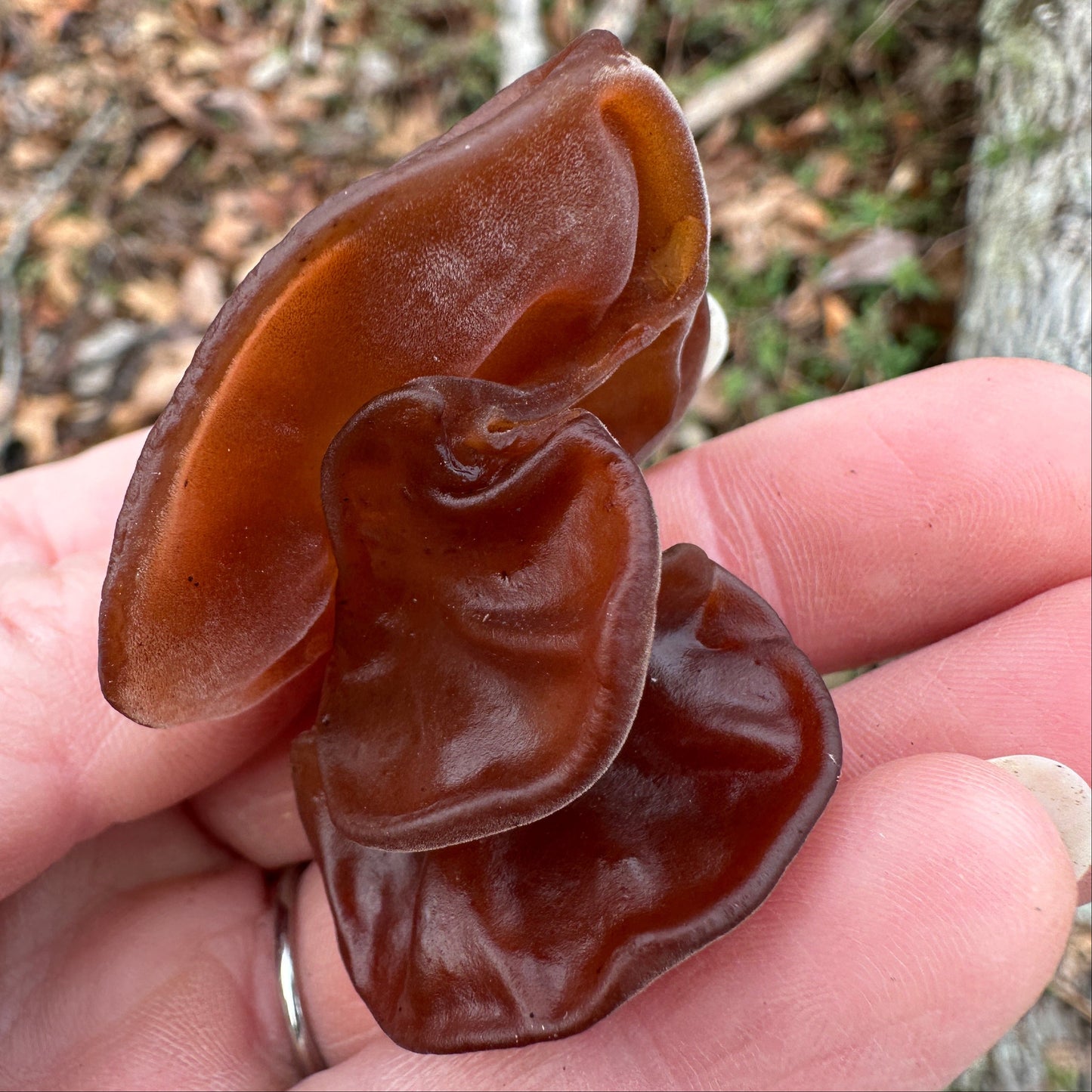 Wood Ear Mushroom Tincture