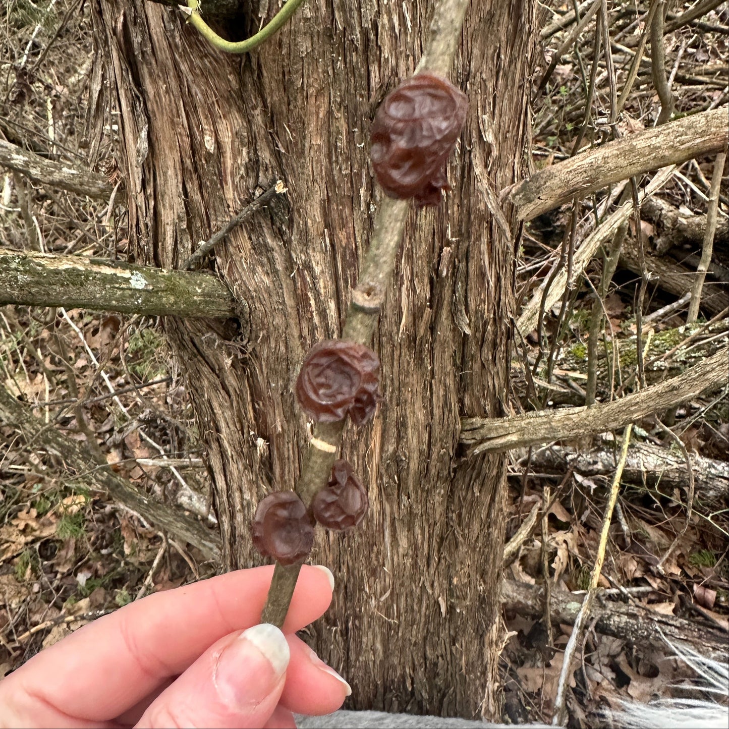 Wood Ear Mushroom Tincture