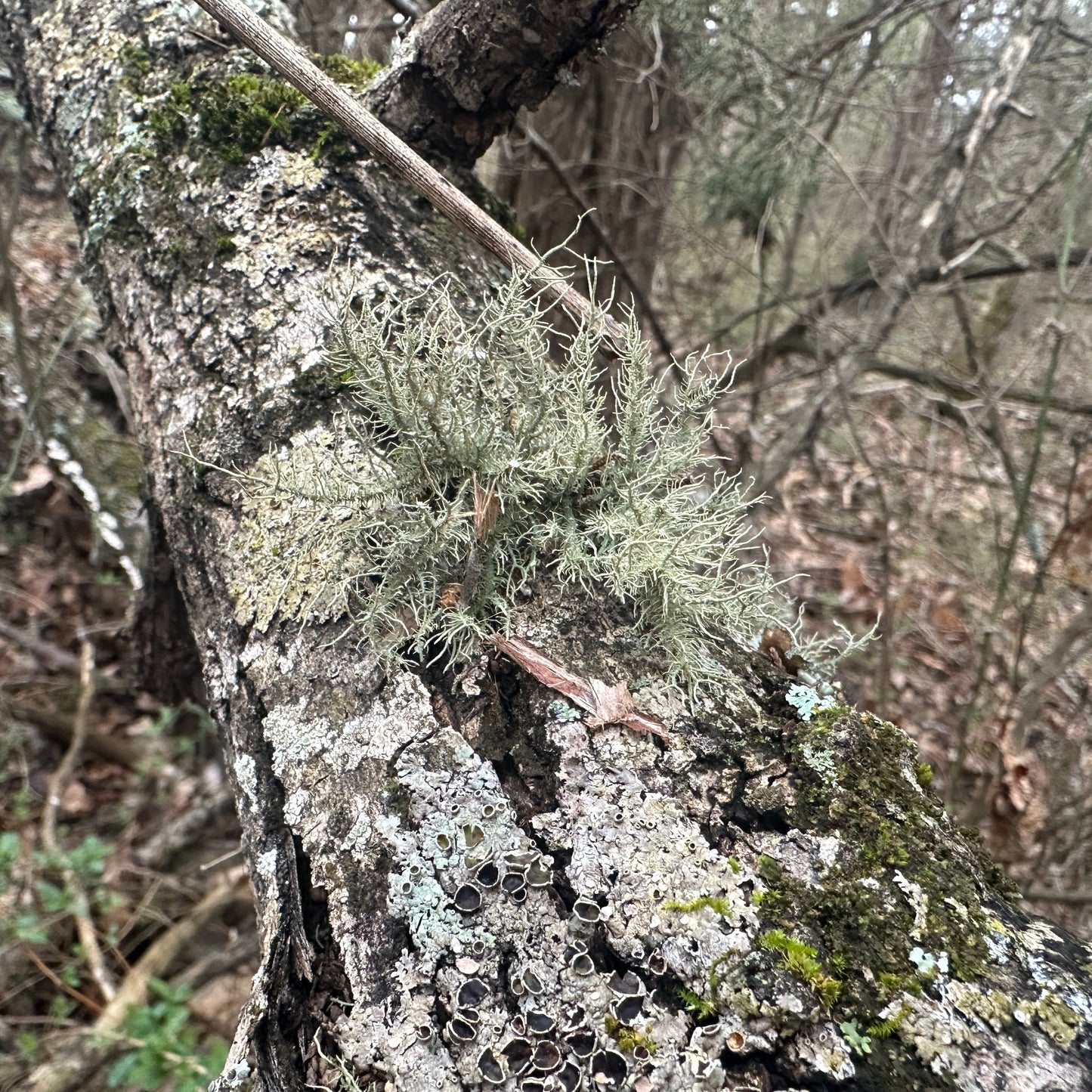 Tree trunk with lichen in a forest setting