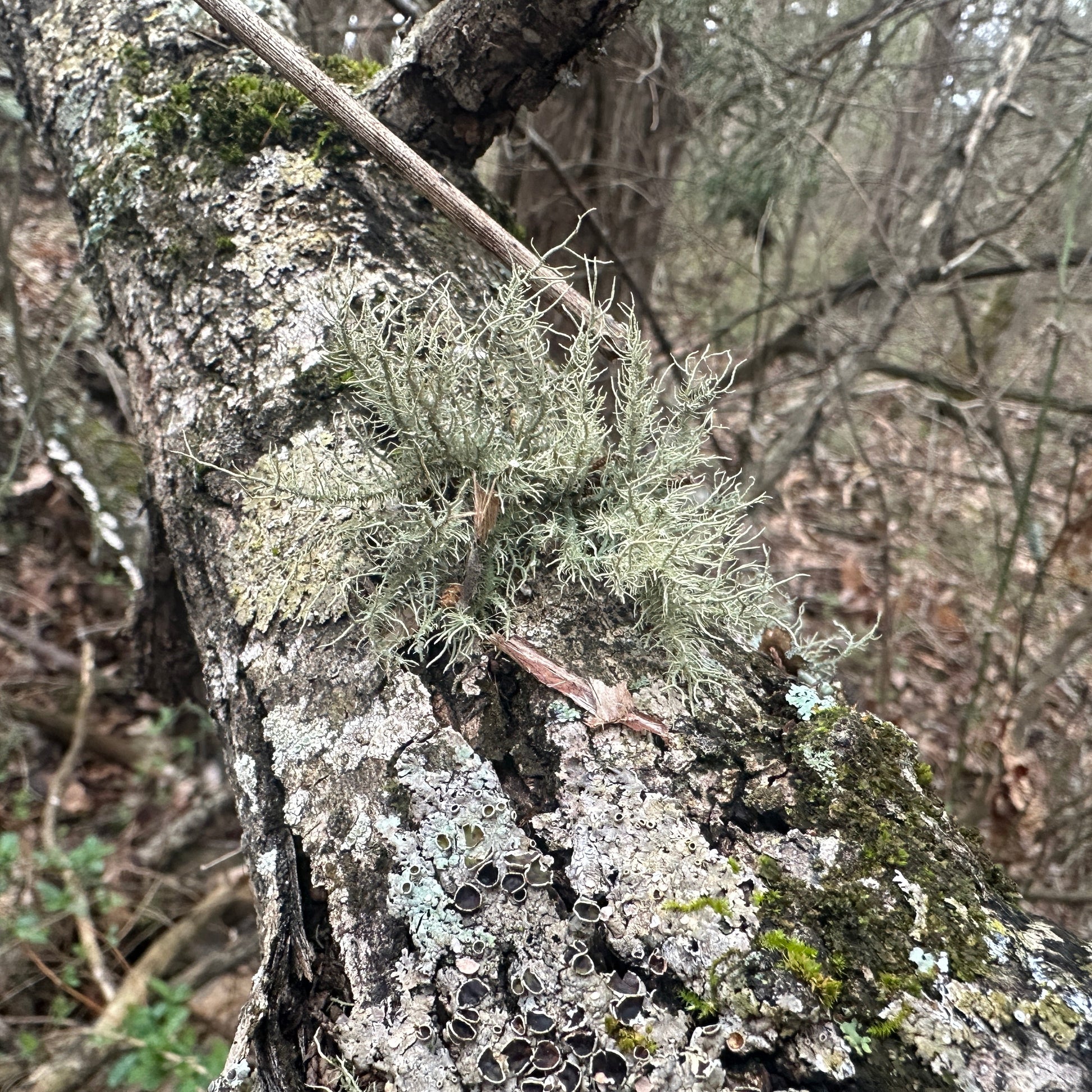 Tree trunk with lichen in a forest setting