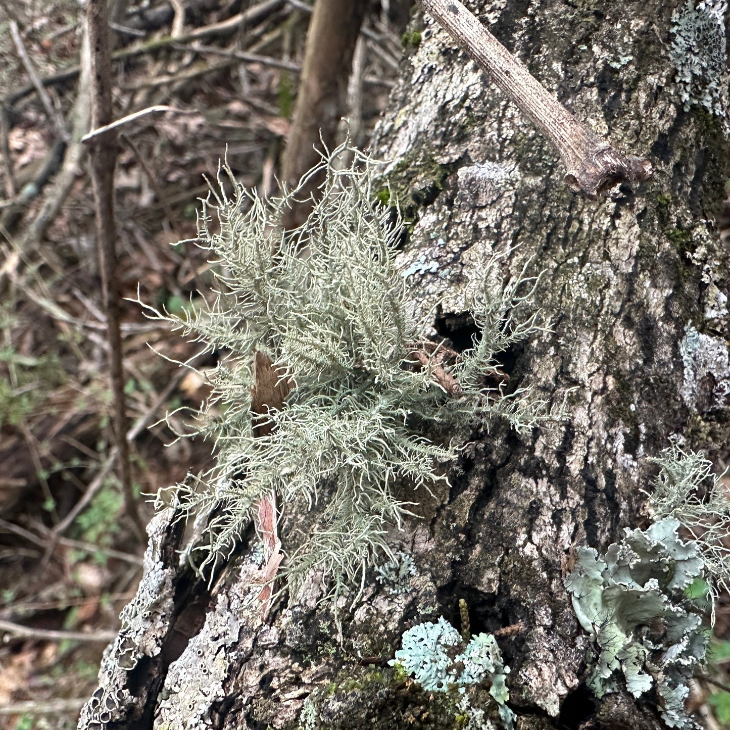 Lichen on a tree trunk in a forest setting
