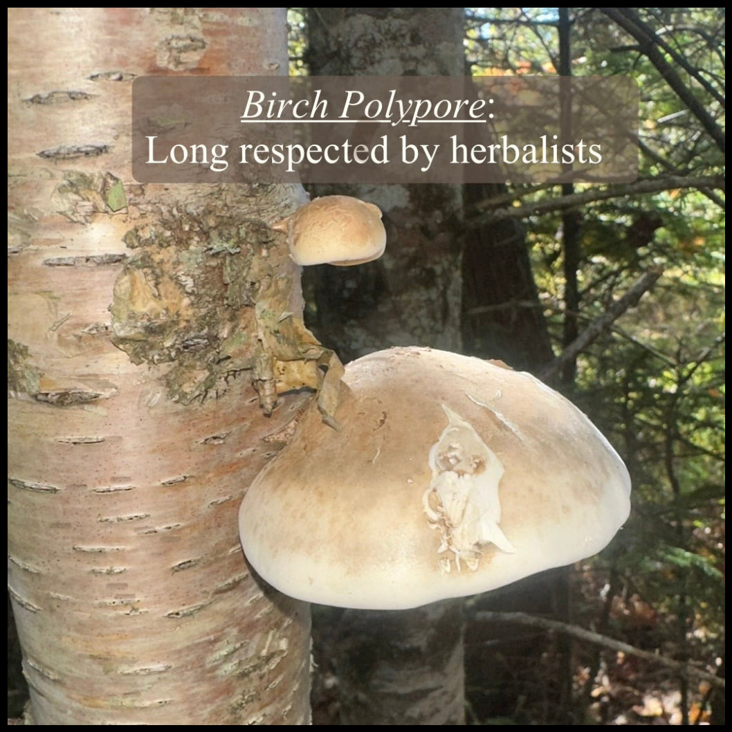 Birch Polypore Tincture