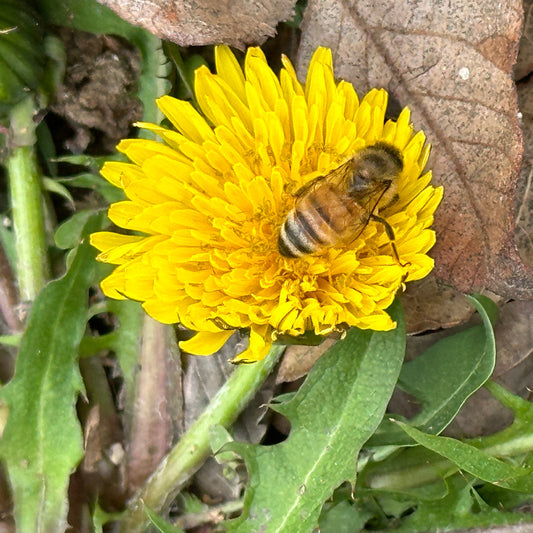 Dandelion Plant Tincture