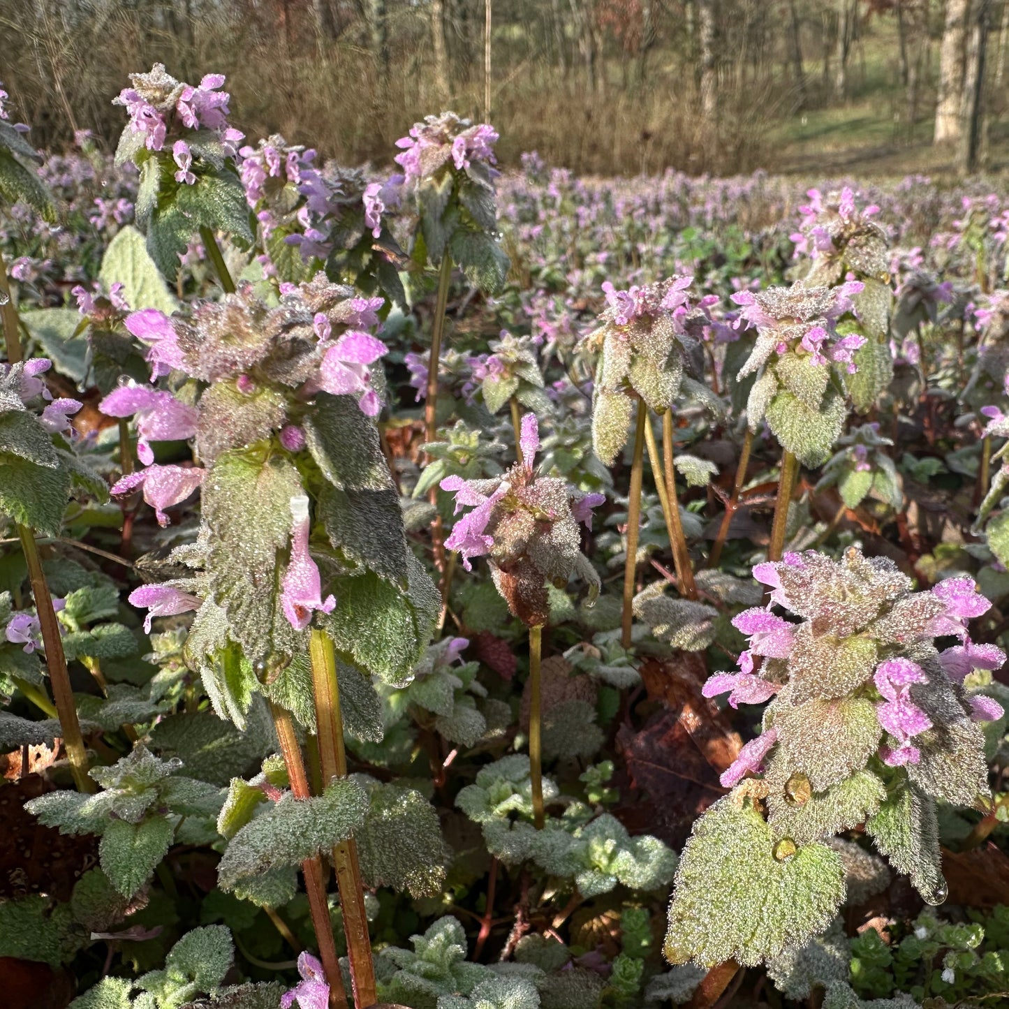 Purple Dead Nettle Tincture