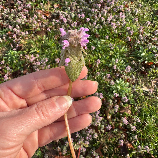 Purple Dead Nettle Tincture