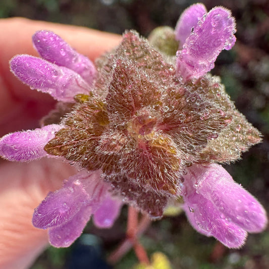 Purple Dead Nettle Tincture