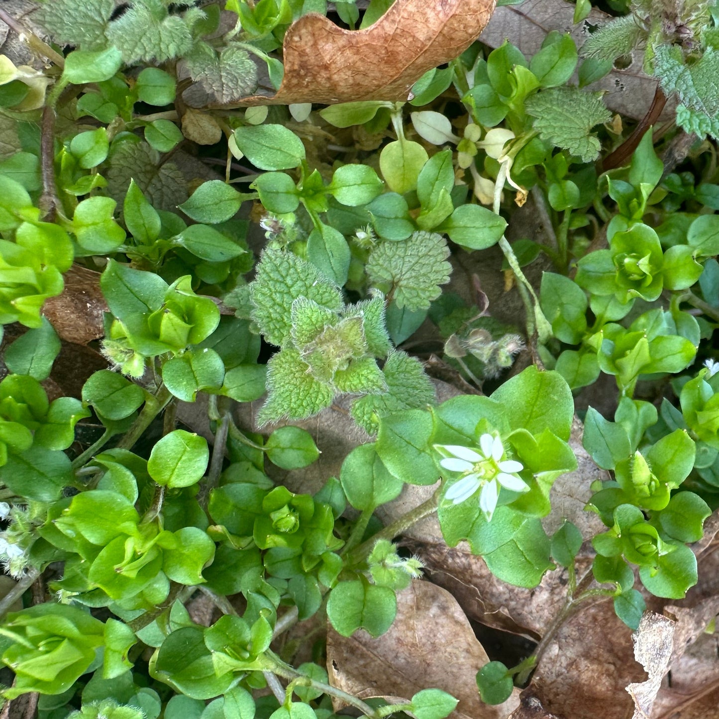 Chickweed Tincture