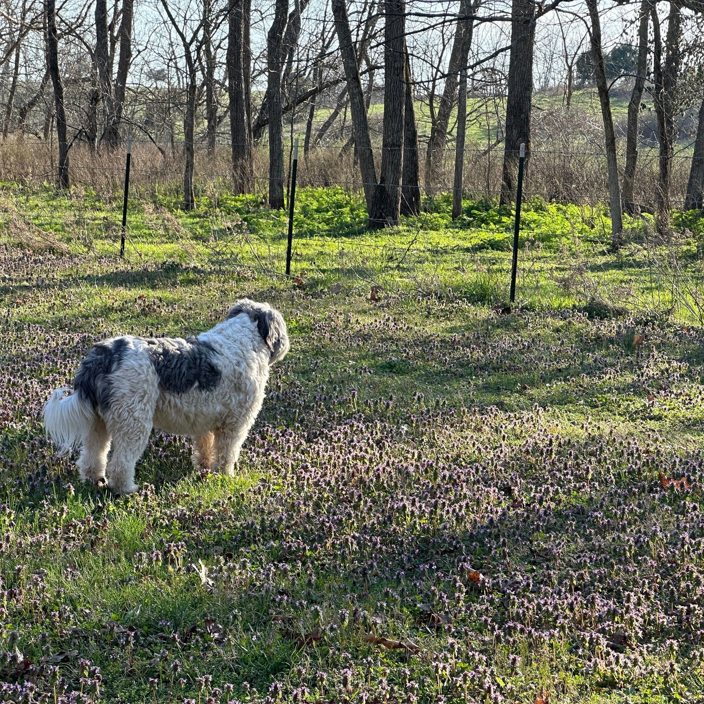 Spring Renewal Trio