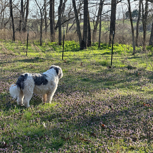 Spring Renewal Trio