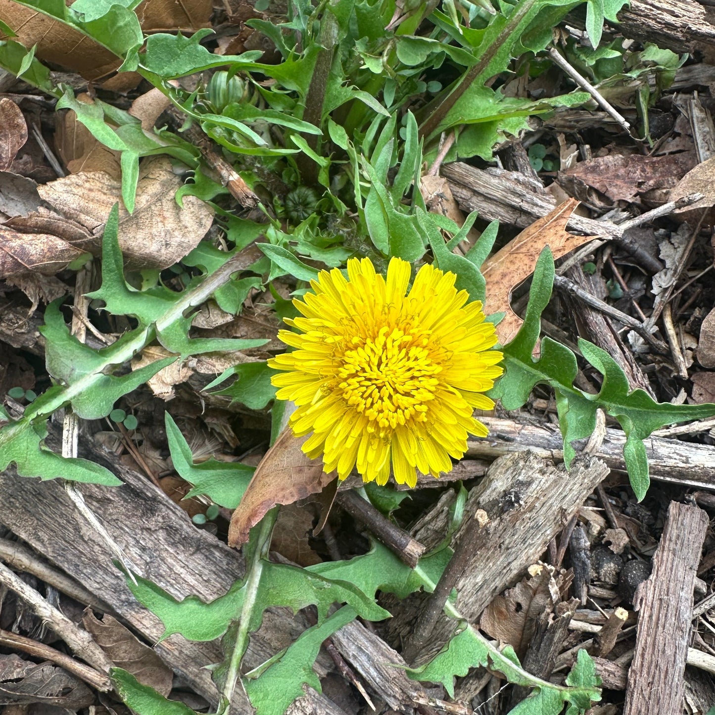 Dandelion Plant Tincture