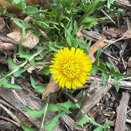Dandelion Plant Tincture