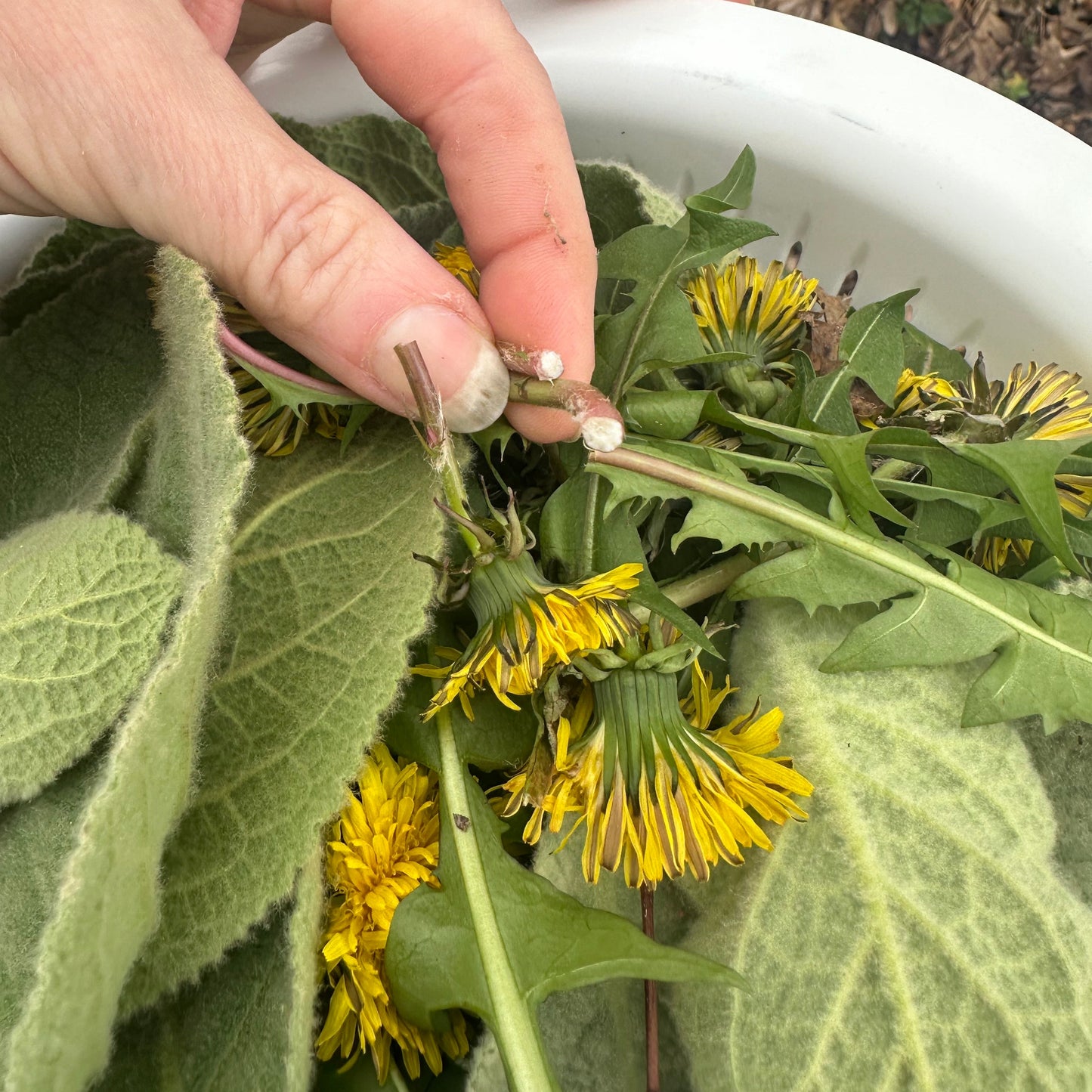 Dandelion Plant Tincture