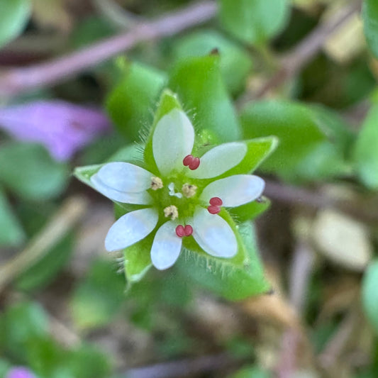 Chickweed Tincture