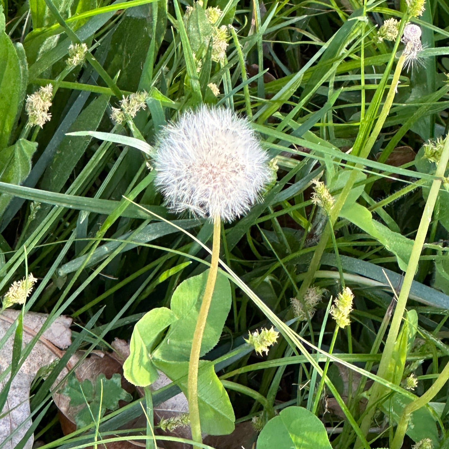 Dandelion Plant Tincture