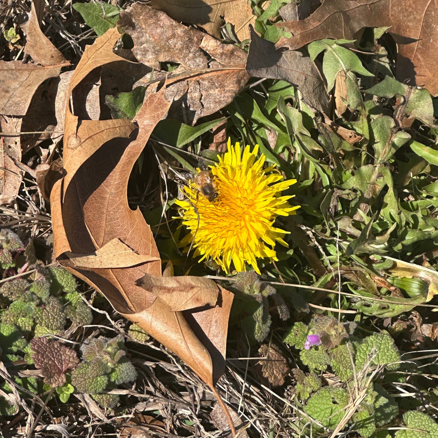Dandelion Plant Tincture