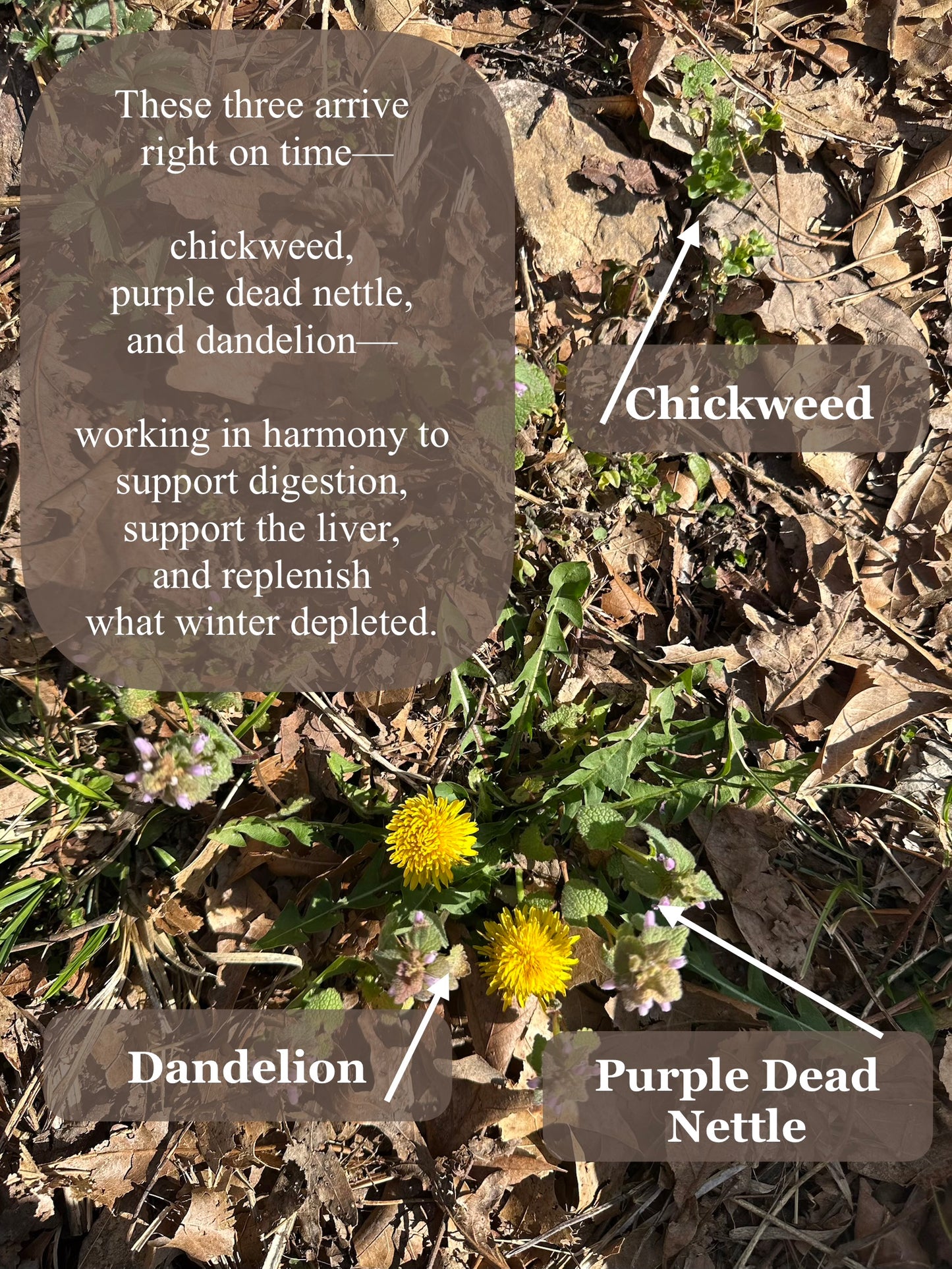 Spring Renewal Trio