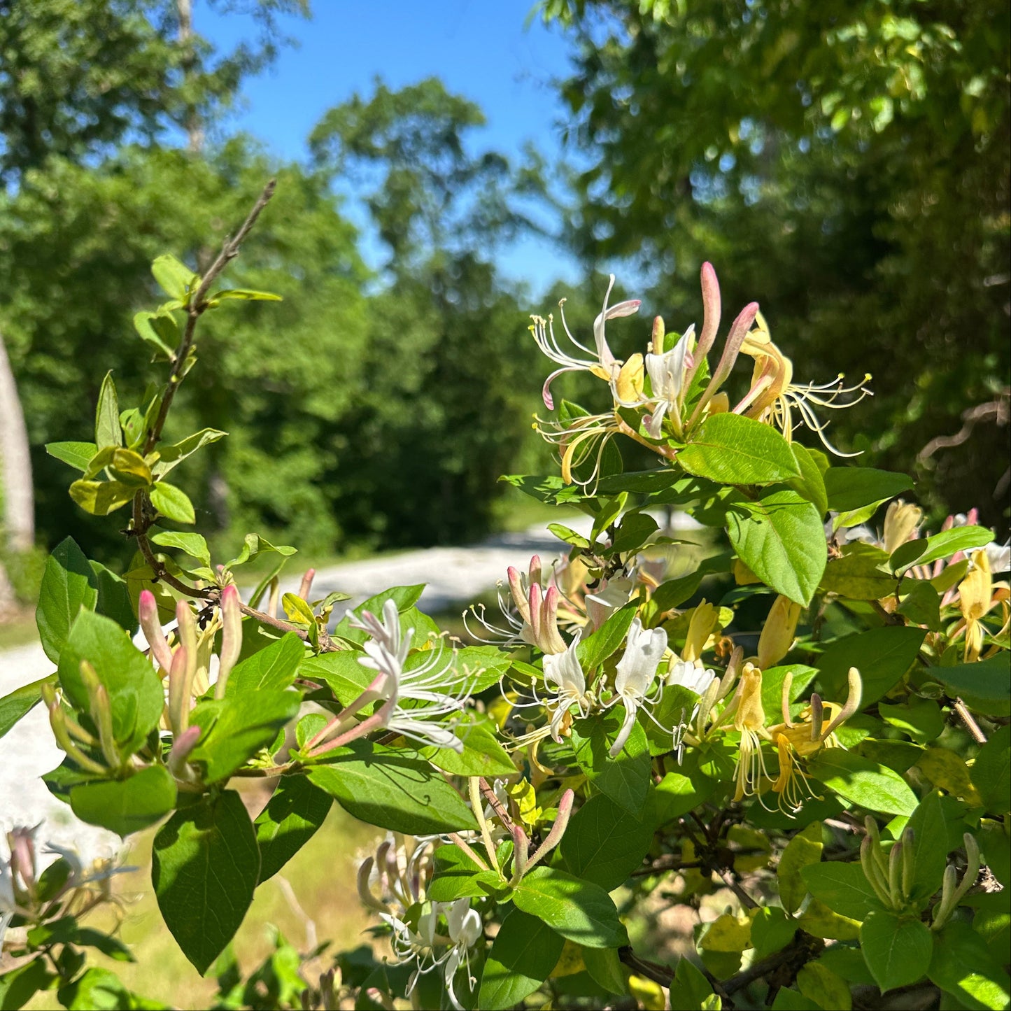 Honeysuckle Tincture