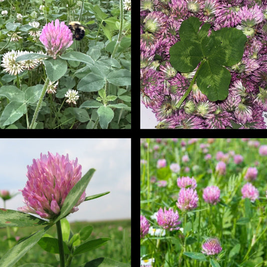 Red Clover Tincture