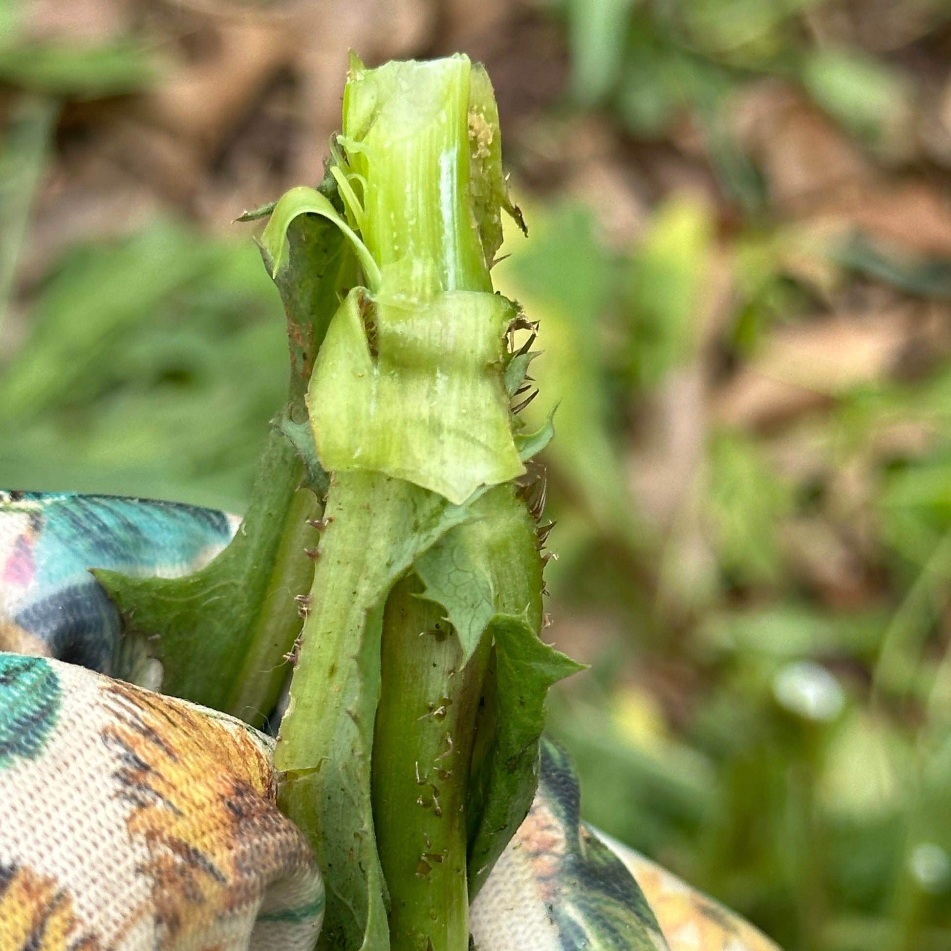 Close-up of a green caterpillar on a plant with a blurred background
