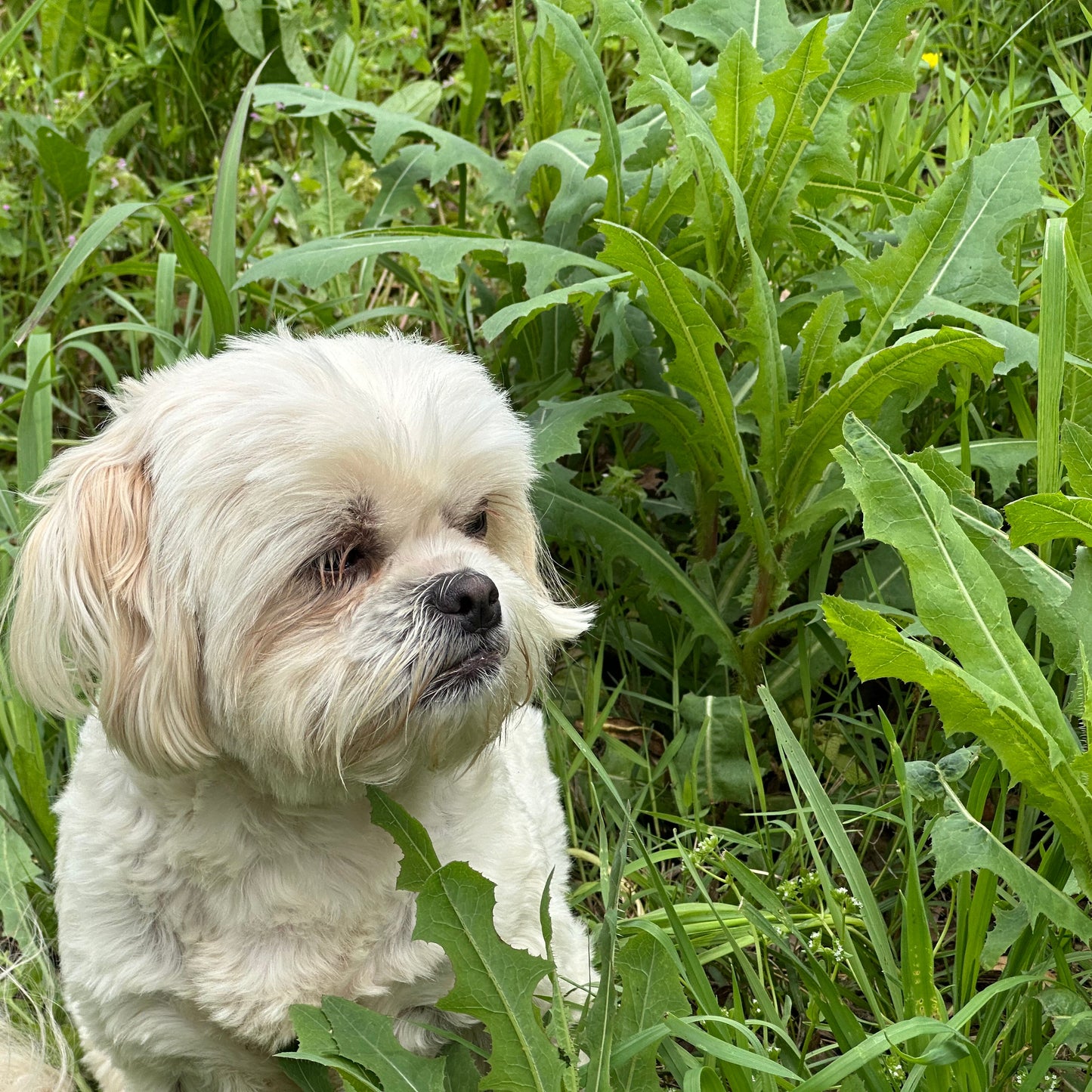 Small white dog in a grassy field
