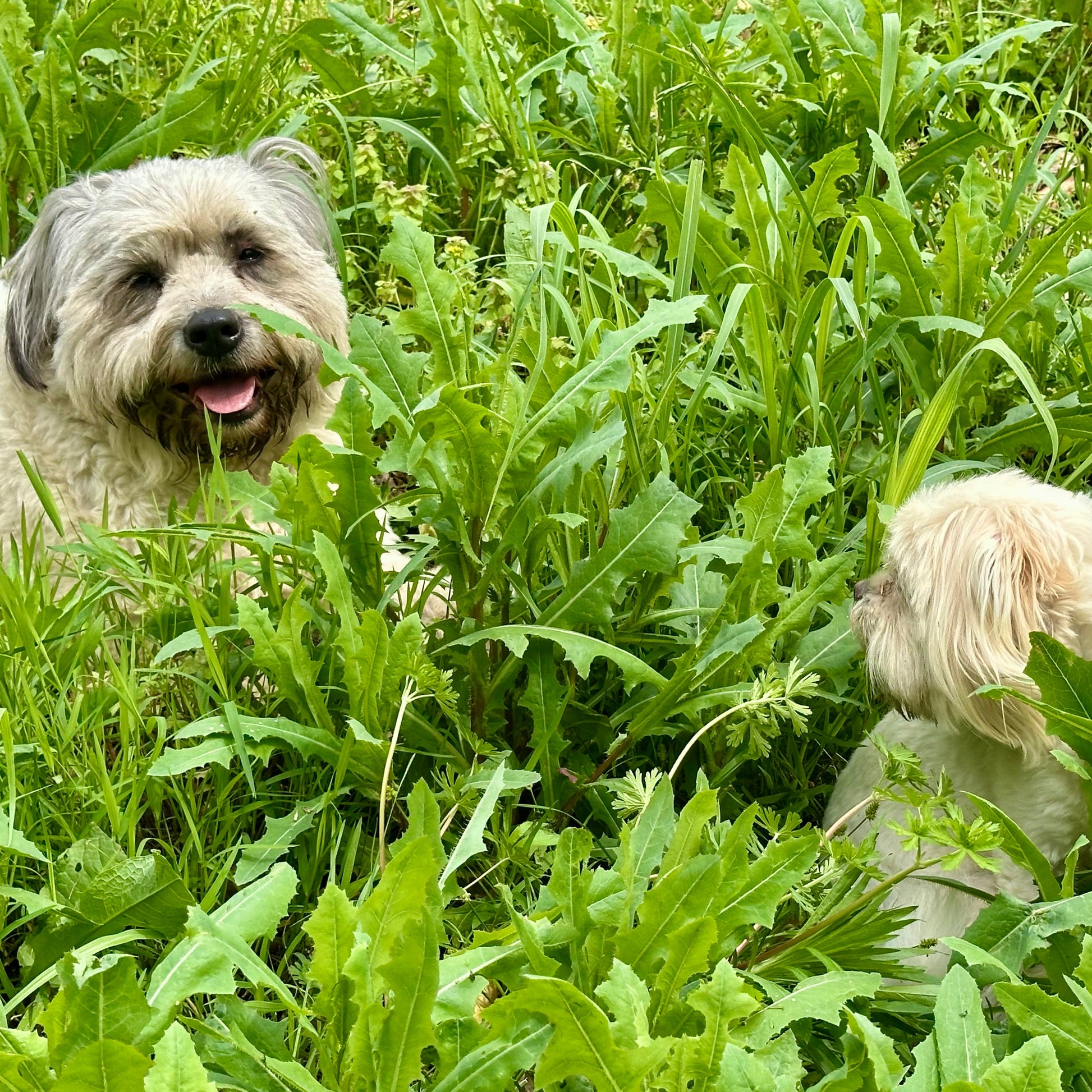 Two dogs in a grassy field with tall green plants