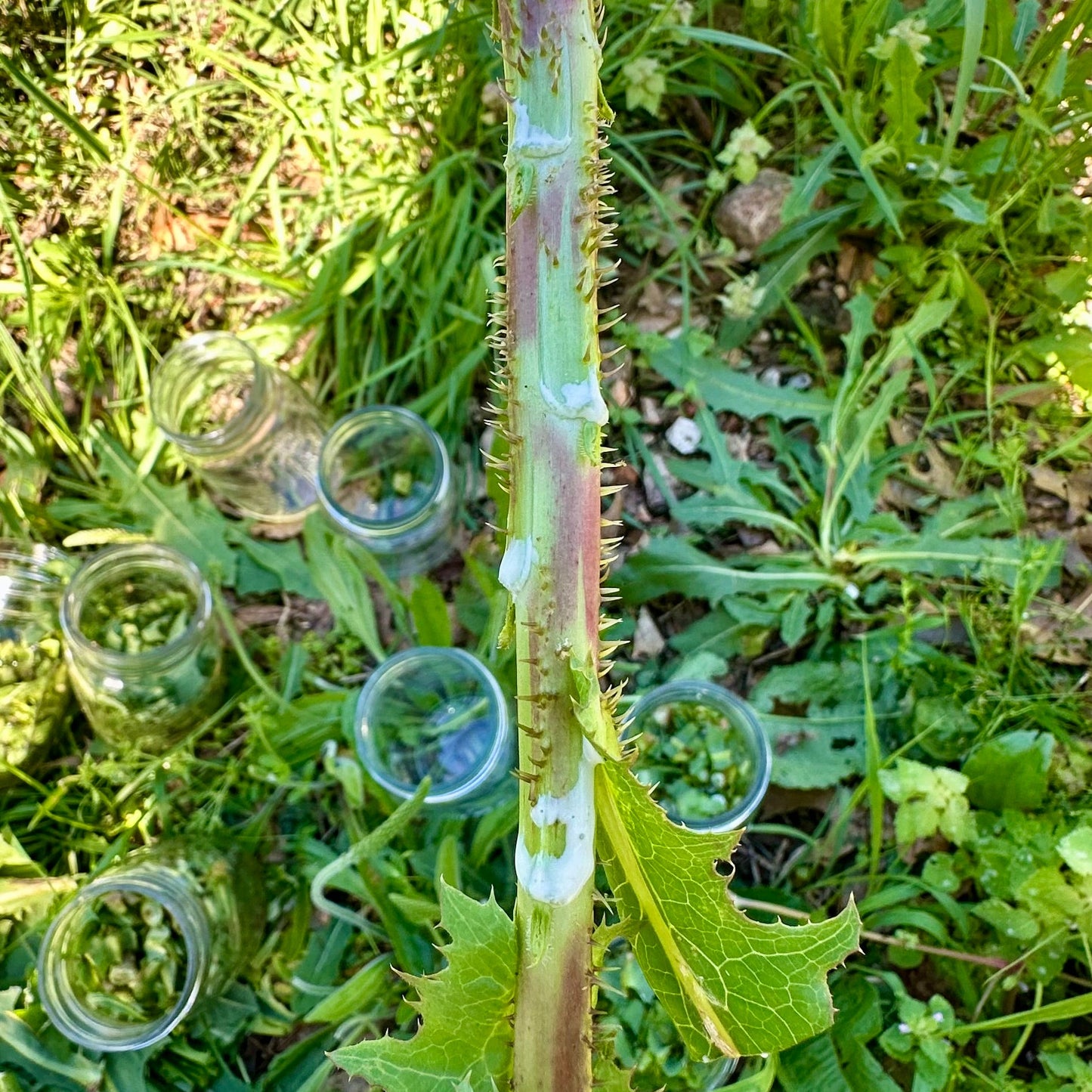 Spiky plant stem with green leaves on a grassy background
