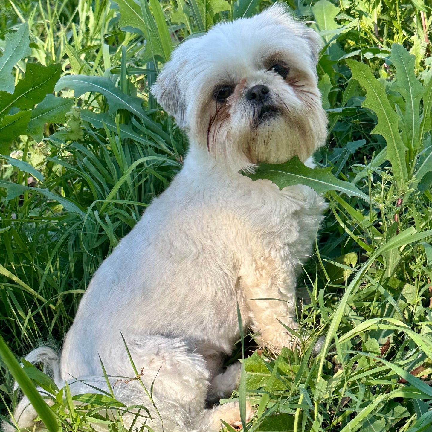 Small white dog sitting in a grassy field