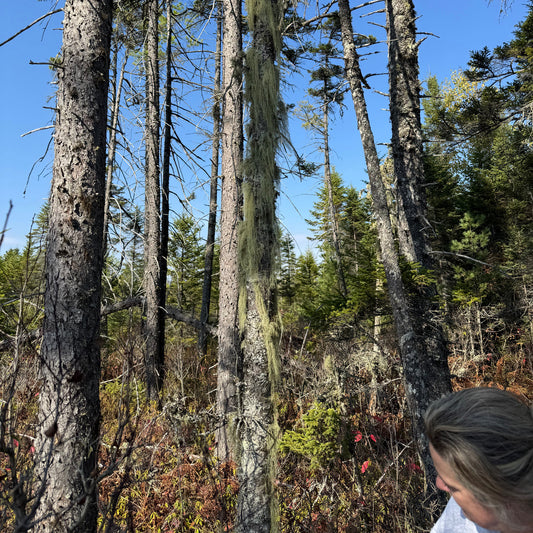 Tall trees with a clear blue sky in the background