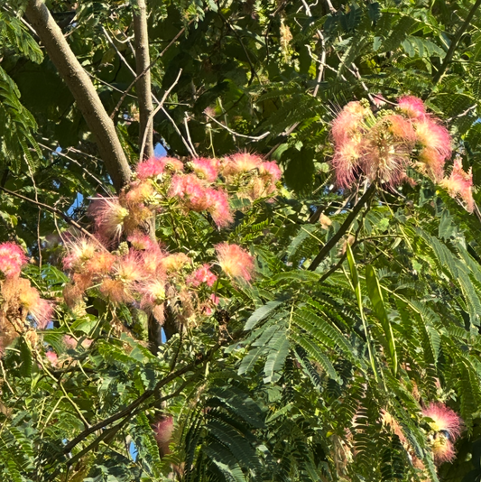 Mimosa Tree with pink flowers and green leaves on a sunny day