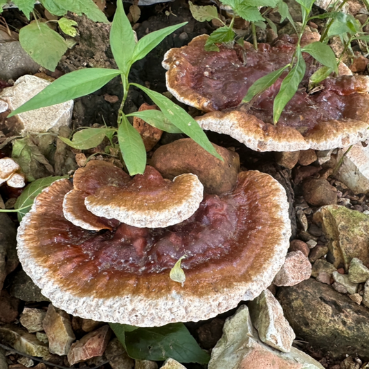 
reishi Mushroom growing on a rock with grass and leaves