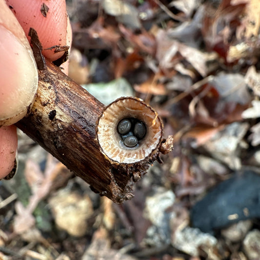Close-up of a bird's nest fungus held between fingers with a natural background