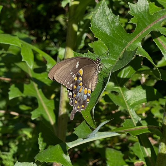 Butterfly on a green leafy plant wild lettuce