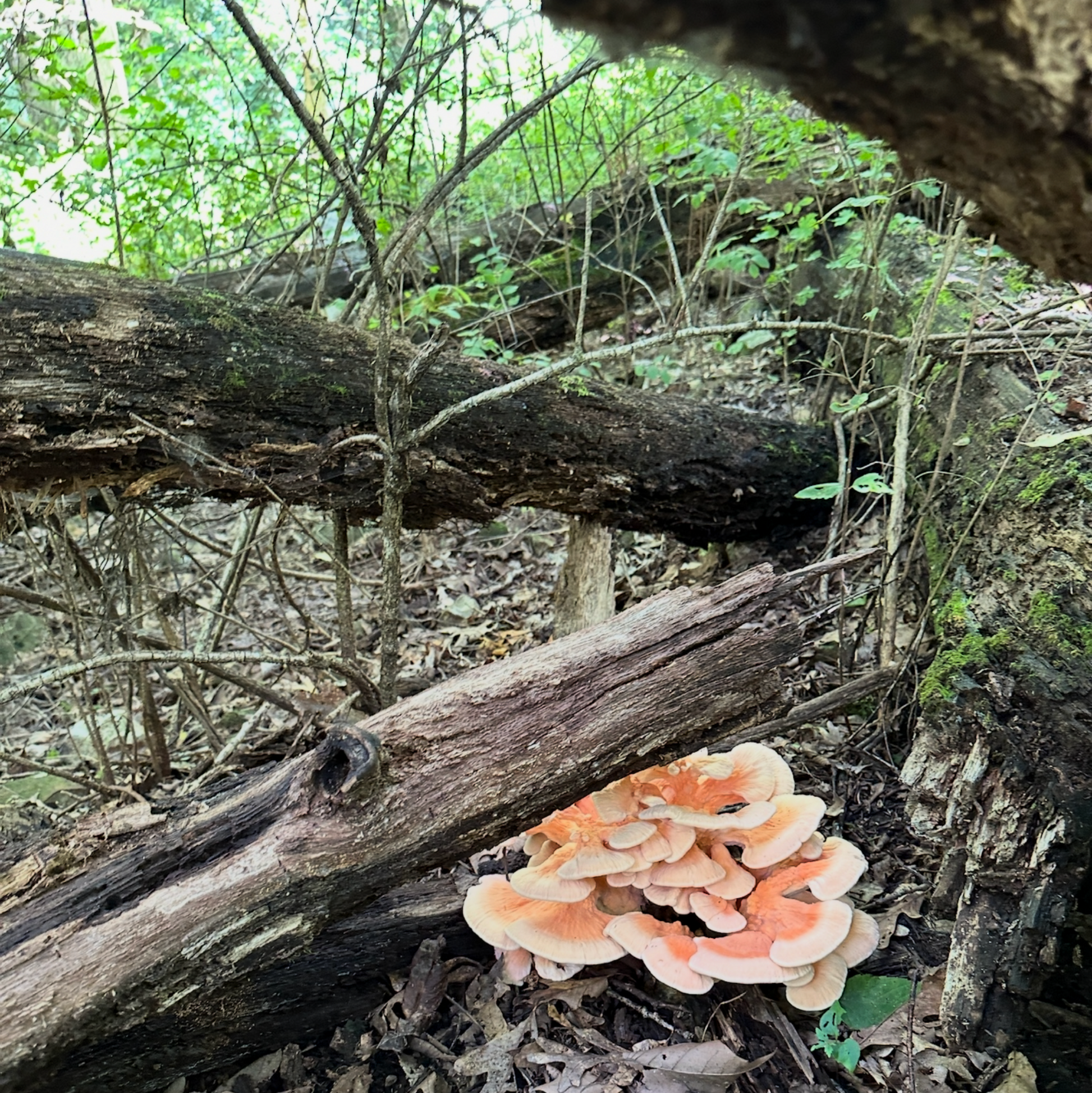 Feridorm on a tree trunk in a forest