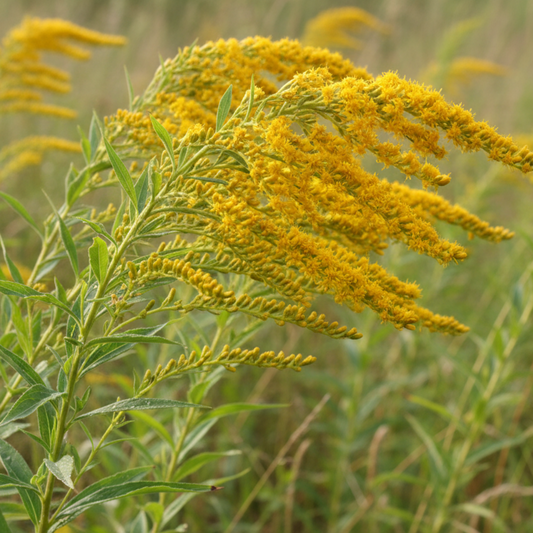 Yellow goldenrod flower with green leaves in a natural setting